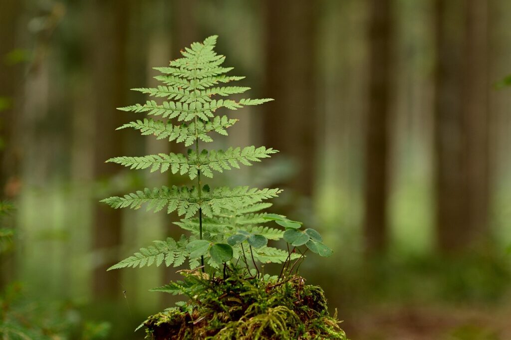 forest, tree stump, moss, fern, nature, foliage, woods, trees, tree stump, fern, fern, fern, fern, fern